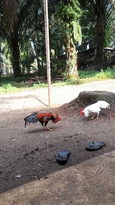 jago kampung vs Bangkok #ayamkampung #ayambangkokindonesia #ayam