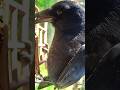 #americancrow #crow #birds #wyze #chesapeake