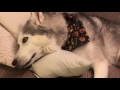 Stubborn Husky denies pooping on carpet