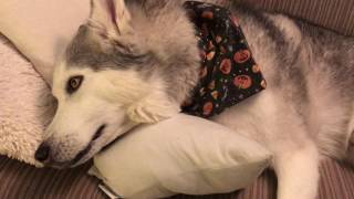 Stubborn Husky denies pooping on carpet