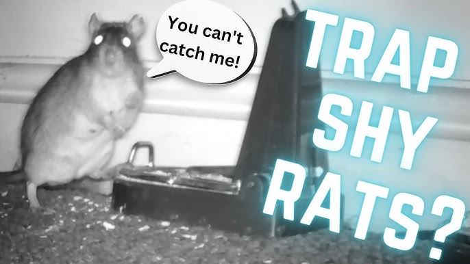 High Tech Trap That Swallows Rodents Alive. Infrared Black Cat Live Catch Rat  Trap In Action. 