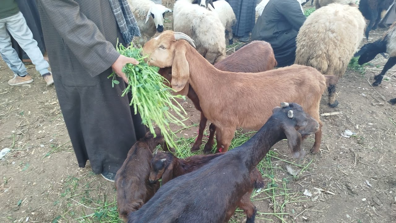 ولا في الاحلام اسعار الماعز الزرايبي العشر والوالد والجديان الضروبه والمخاصي سوق الحتاحته