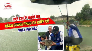 Mồi chép đuôi đỏ - Cách chinh phục cá chép cũ ngày mưa bão - MỒI CÂU CÁ HÙNG VƯƠNG