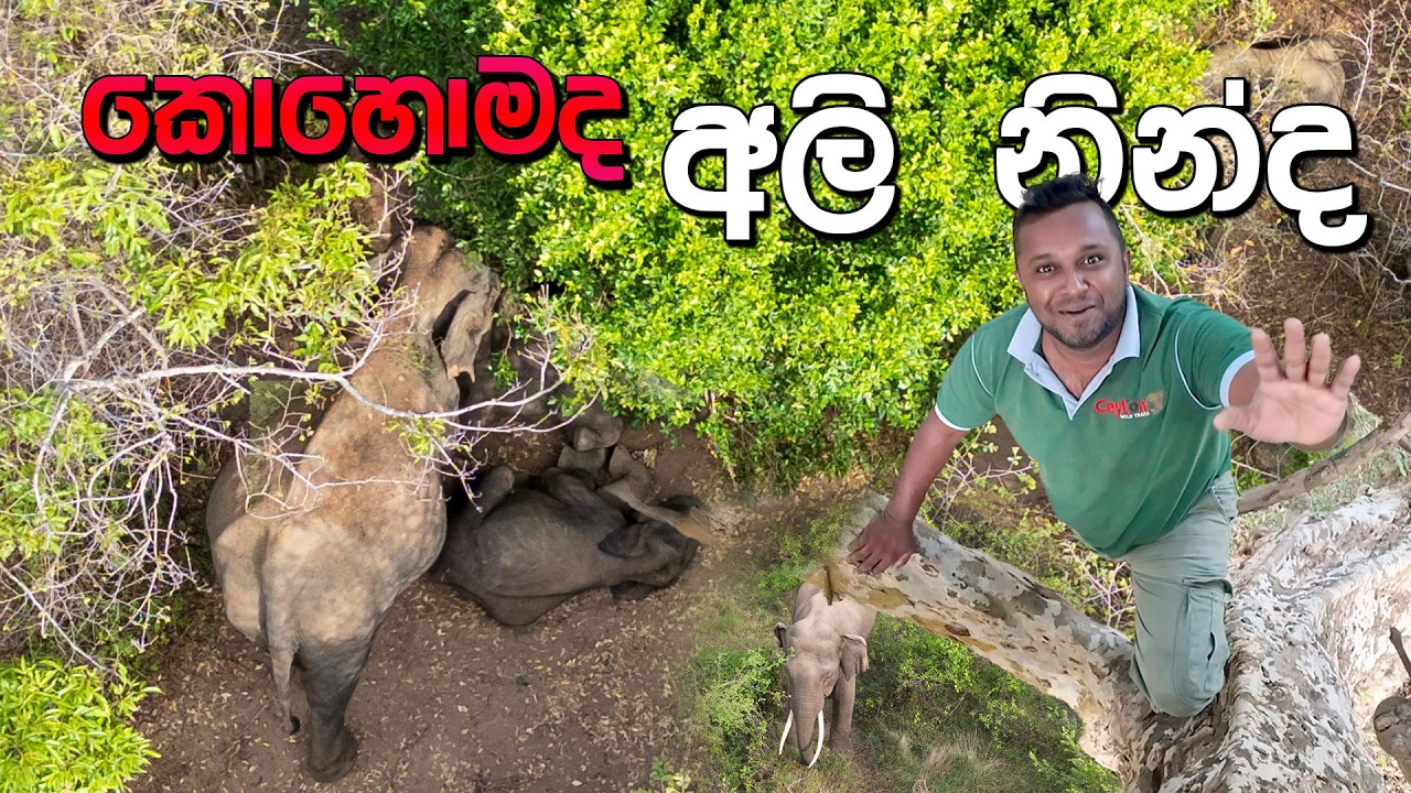 අලි  නිද්ද කොහොමද අම්මා අවදියෙන්😍🍀🐘👀How Elephants Sleep: The Matriarch's Guard