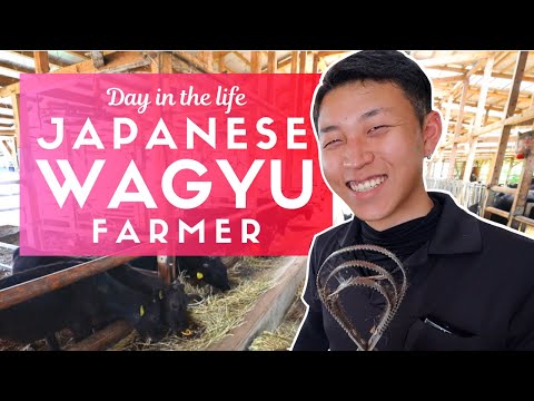Day in the Life of a Japanese Wagyu Beef Farmer