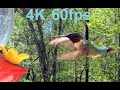 Fascinating Hummingbirds close-up, slow motion, multi angles, 4K 60fps