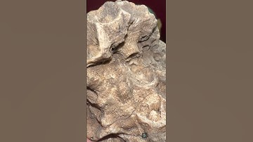 ❓Woah!!! What Is This❓- Short 251 #shorts #fossils #teamrockit