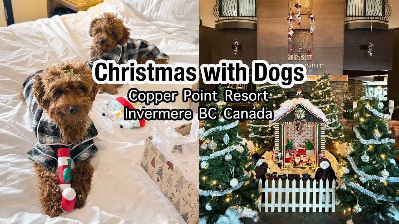 🎄Slow Christmas Days | A Dog-Friendly Winter Getaway 🐶
