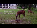 Deer discovering mineral lick and a bobcat on trail