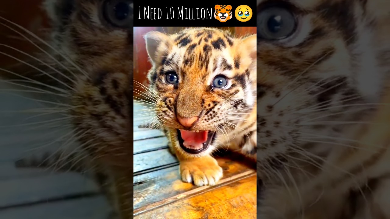 Viral Audio with Baby Tiger 🐯 #viralaudio #sound #tiger #tigercubs #tigercub by ANIMAL LOVER OF PAKISTAN