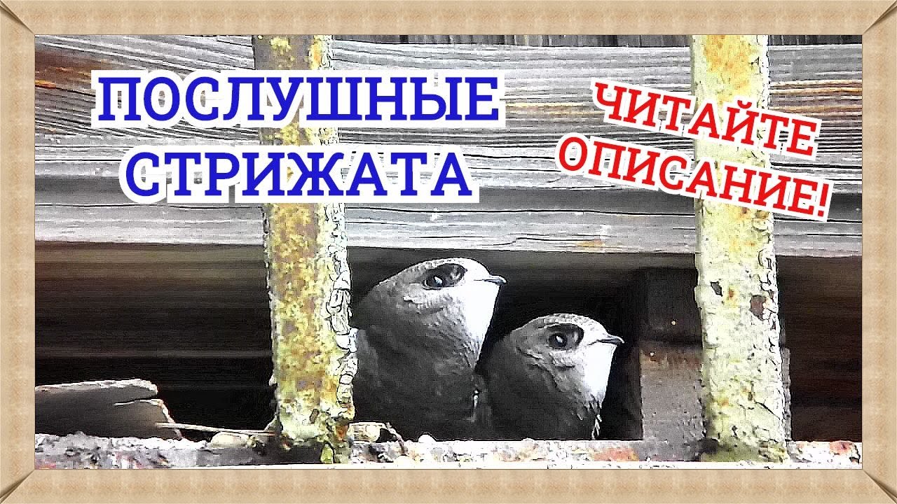 Почему стрижата остались одни как писателю. Стрижата. Стрижата сообщение. Доклад о стрижат. Стрижата одни ответ.