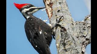 Bird Beaks and Feet