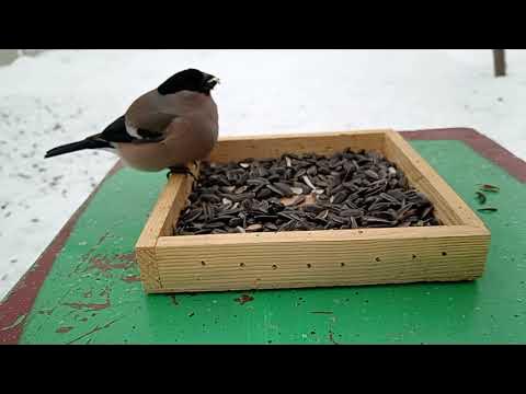 🐦‍⬛Кормим Птичек Зимой🐦‍⬛ - YouTube