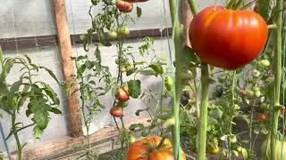 Этот томат обязательно посажу в 2023 году. Томат Красный гигант или Гигант Болгарии.