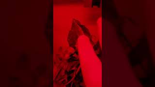 Cyrtodactylus pulchellus  being pet