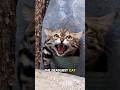 Black-Footed Cat "Cute, funny, but a nocturnal predator" #facts #youtube #shorts