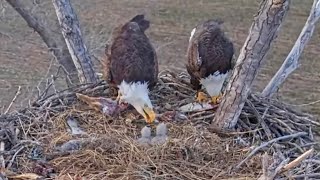Kansas Eagles 3-12-26.  Osage & Kaw Feeding Clips; Harvey & Ellie Chow Down on Leftovers!