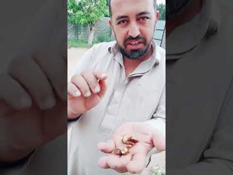 زراعة المشمش من البزره