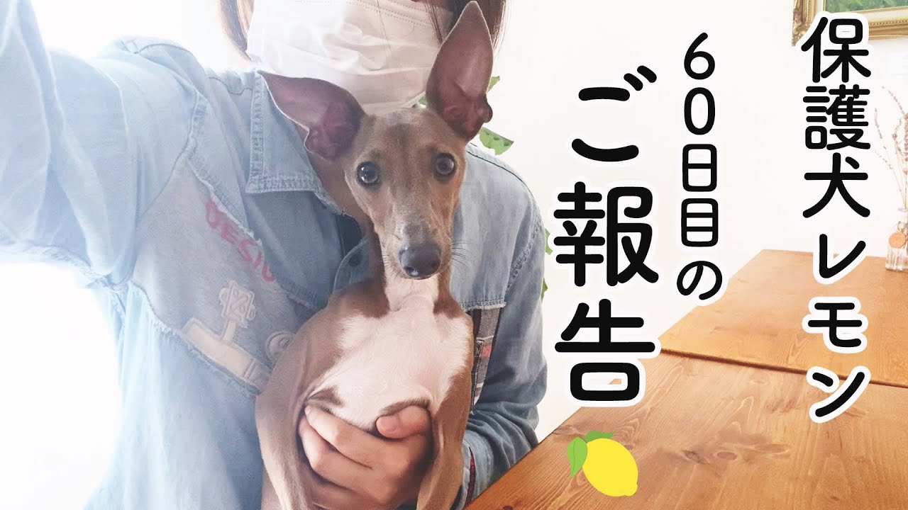 保護犬レモン お見合い後のご報告です Day60 Youtube 保護犬レモン お見合い後のご報告です Day60 Youtube