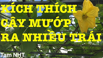 Cách Làm Dây Mướp Ra Nhiều Trái