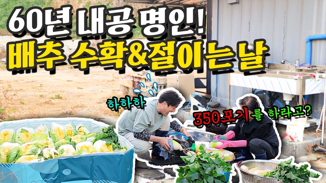 배추 수확&절이기 350포기 다 언제 김장하나🥬김치 명인 엄마 소환👵🏻
