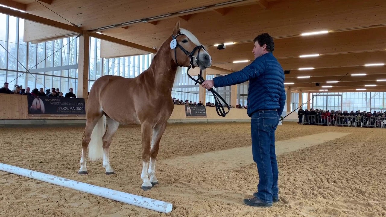Hengstkörung Haflinger Pferdezuchtverband Tirol | Februar 2020