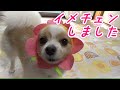 チワパピころ介 いろんな被り物にチャレンジ♪　I put on my dog a variety of headwear♪