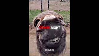 This Donkey Stole The Whole Show 🐯😂 #shorts