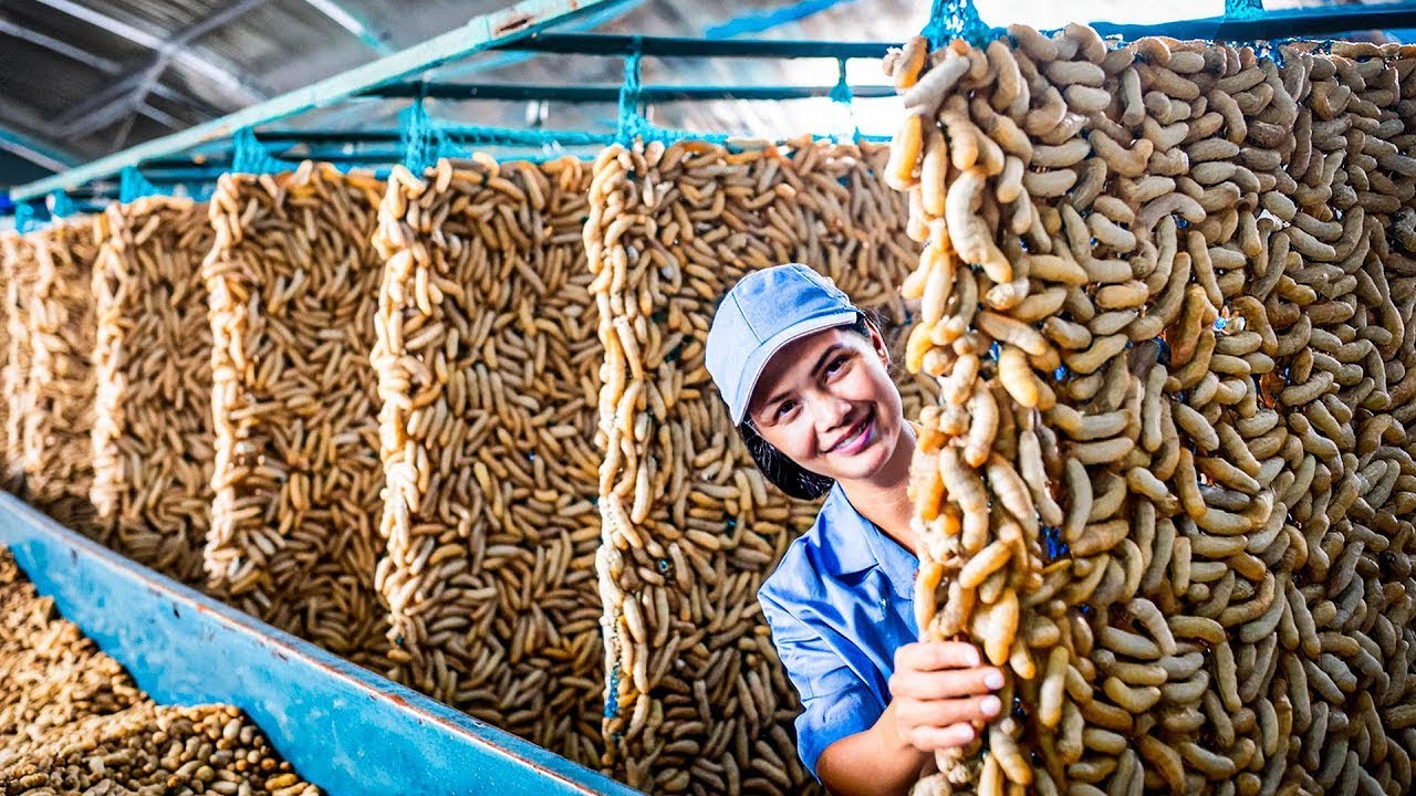 SilkWorm Farm How Billions of Silk Worm for silk Chinese Silk