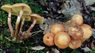Летние опята пошли в рост, но и других грибов много
