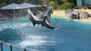 The Dolphin Adventures Show at Seaworld Orlando 4k