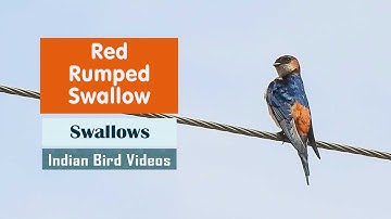 Red-rumped Swallow (Cecropis daurica) #indian_birds #birds #swallow_bird