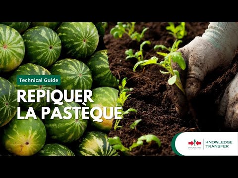 Vidéo: Ali Baba Information - Apprenez à faire pousser une plante de pastèque Ali Baba