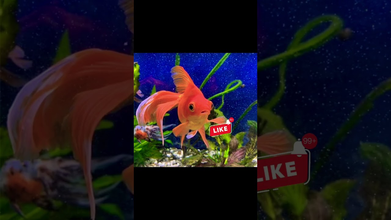 ЗОЛОТАЯ Рыбка 🐠 