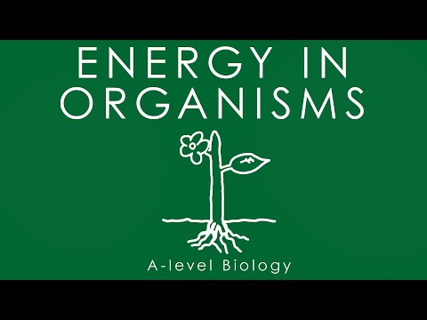 ENERGY IN ORGANISMS - A-level Biology