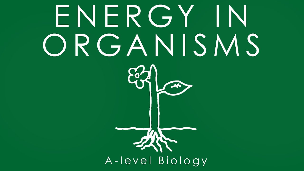 ENERGY IN ORGANISMS - A-level Biology