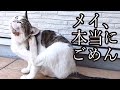 猫エイズのメイに取り返しのつかないことをしてしまった後悔