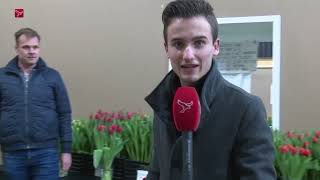 Honderden Tulpen In Creil