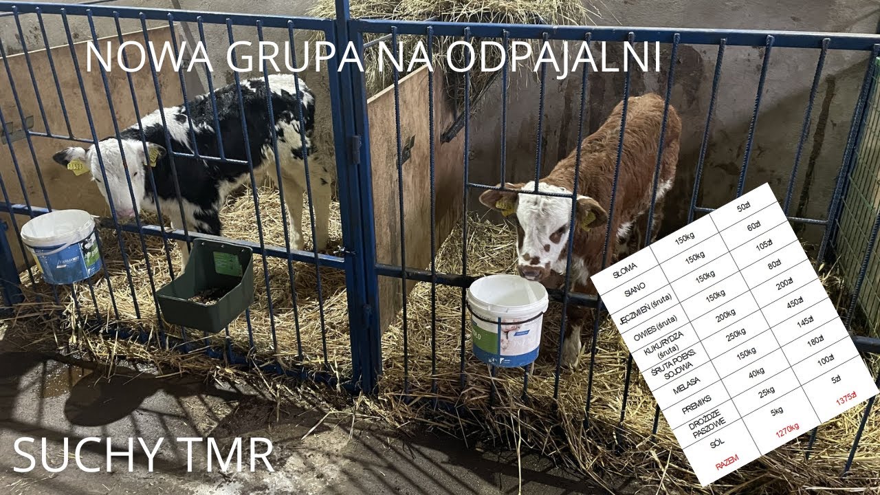 #6 | Nowe cielaki 🐮 | Skład suchego TMRu | Preparat mlekozastępczy