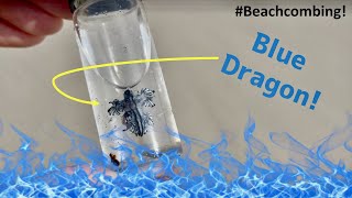 #Beachcombing - Blue Dragons