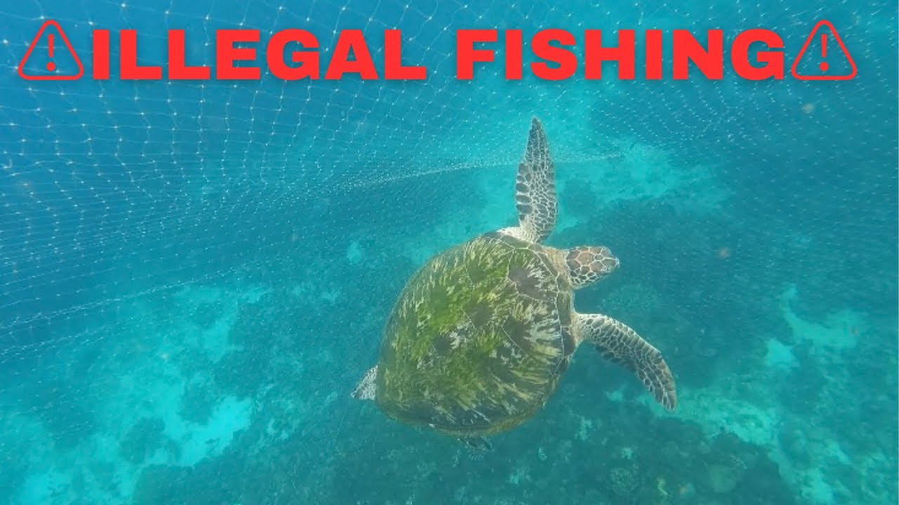 SPEARFISHING PHILIPPINES 🇵🇭 ILLEGAL FISHING NETS vlog fish trending