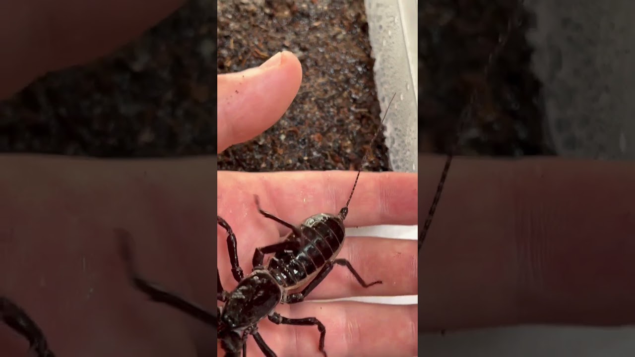 Teaching my pet bug some tricks! 