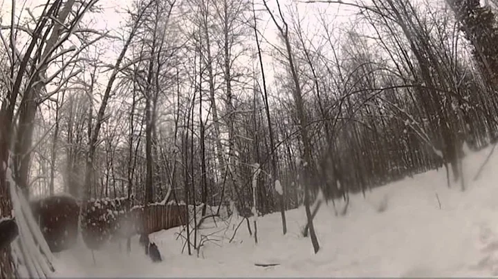 American Bulldog vs Russian Wild Boar