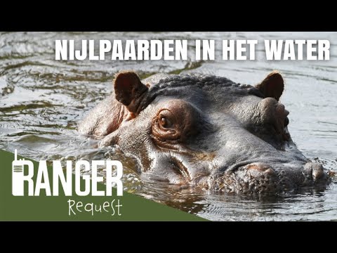 Video: Waar worden nijlpaarden geboren? Worden nijlpaarden onder water geboren?