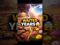 “Dead for Years… Then This Happens 🌧️ (Desert bloom Secret)” #shorts #facts #science #dessert