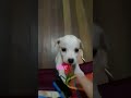 #dogs