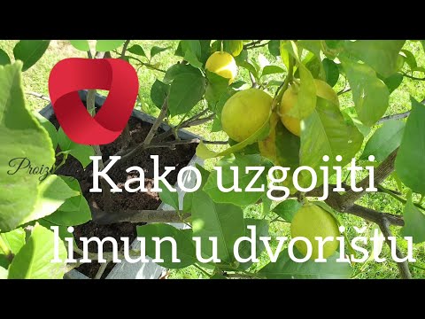 Video: Savjeti za uzgoj limuna u bašti ili u zatvorenom prostoru