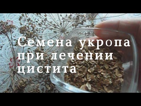 Домашний лечебник. Семена укропа от цистита. Лечение цистита в домашних условиях