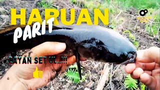 CASTING SNAKEHEAD/HARUAN/GABUS .EP 11