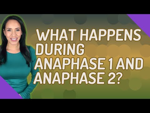 Video: Điều gì xảy ra anaphase II?